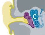 Causes in the inner ear