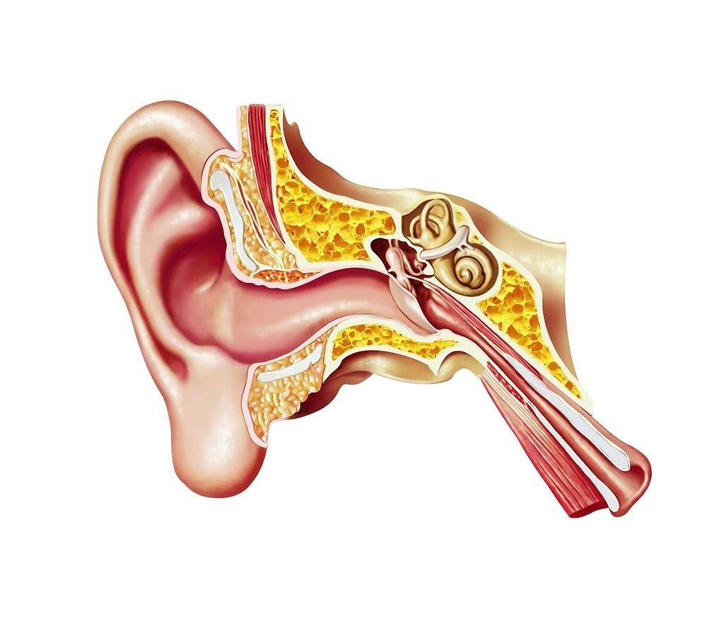 Human ear anatomy